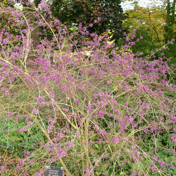 Big Photo of Callicarpa Bodinieri