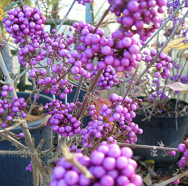 Big Photo of Callicarpa Bodinieri