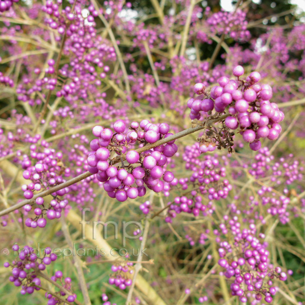 Big Photo of Callicarpa Bodinieri