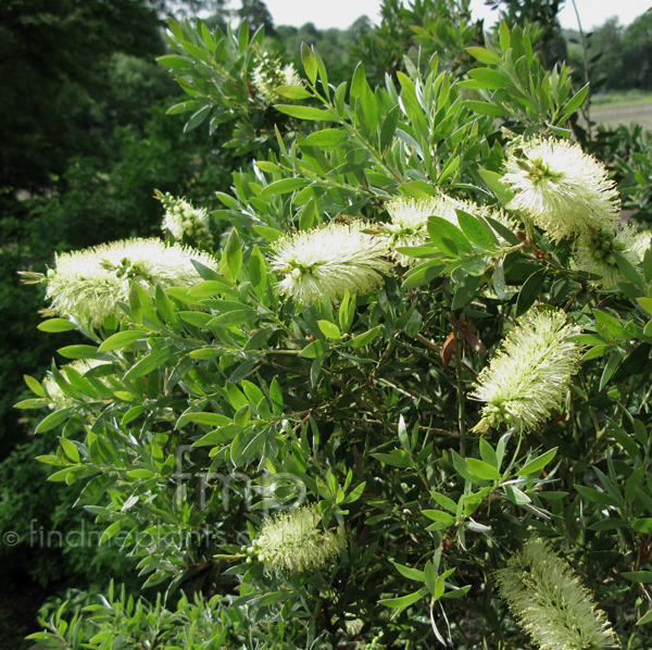 Big Photo of Callistemon Pallidus