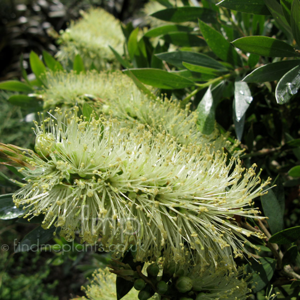 Big Photo of Callistemon Pallidus, Flower Close-up