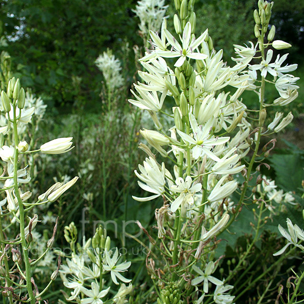 Big Photo of Camassia Leichtlinii