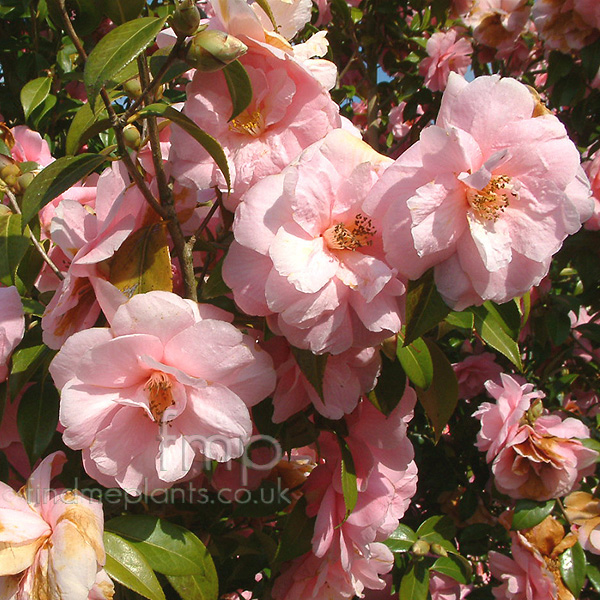 Big Photo of Camellia X Williamsii