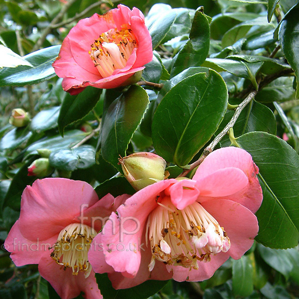 Big Photo of Camellia 