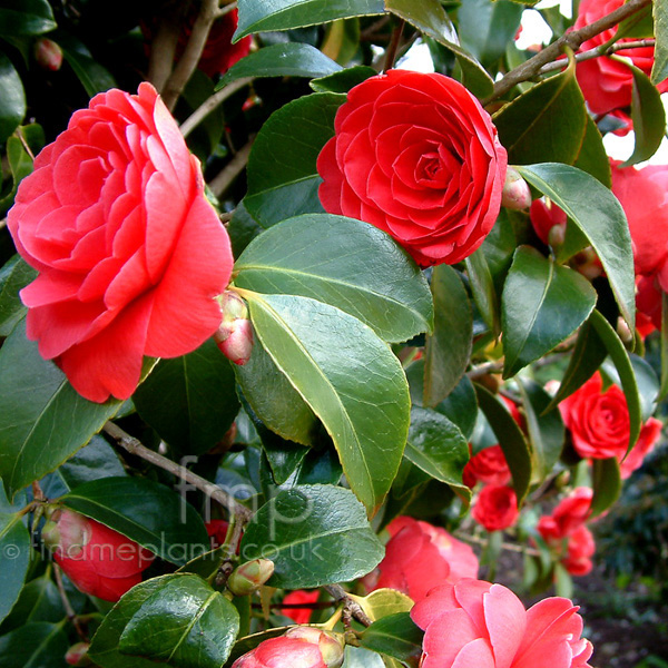 Big Photo of Camellia Japonica