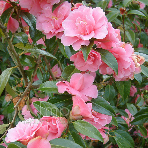 Big Photo of Camellia 