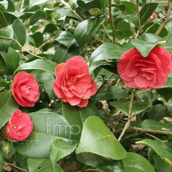 Big Photo of Camellia Japonica