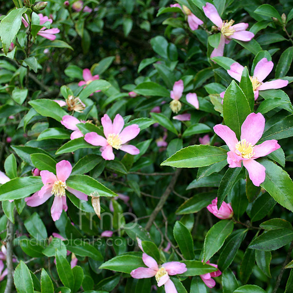 Big Photo of Camellia Sasangua