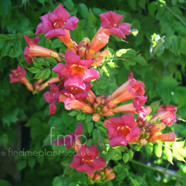 Big Photo of Campsis Radicans