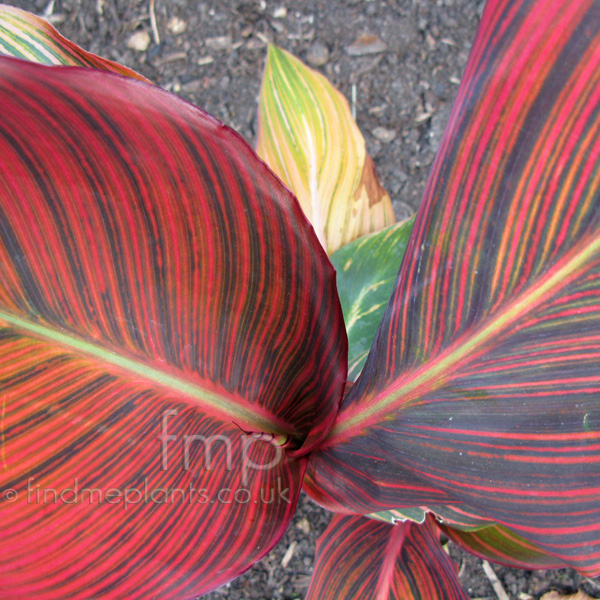 Big Photo of Canna , Leaf Close-up