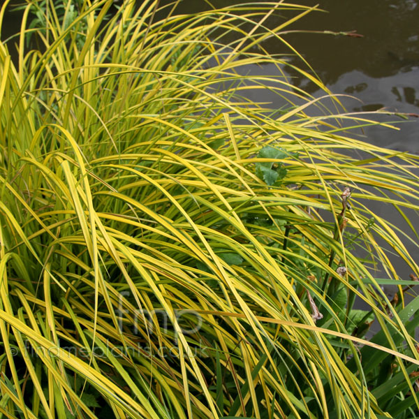 Big Photo of Carex Elata