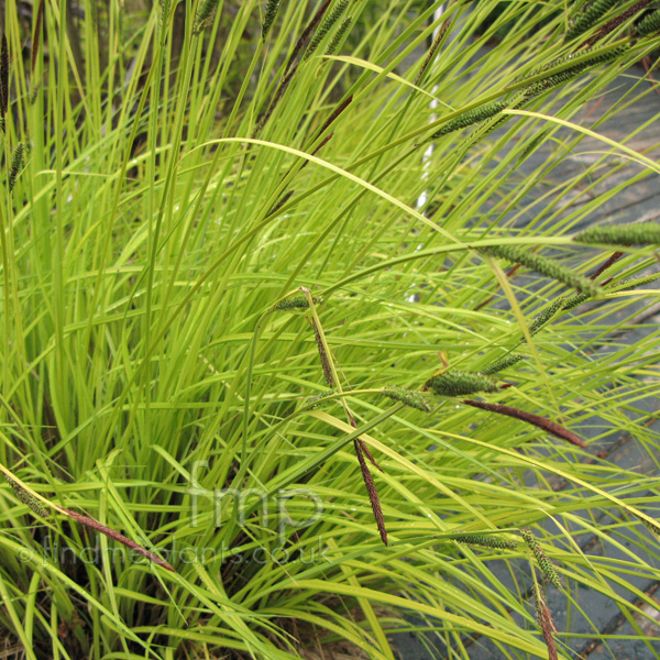 Big Photo of Carex Elata, Leaf Close-up