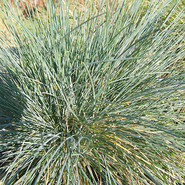 Big Photo of Festuca Glauca