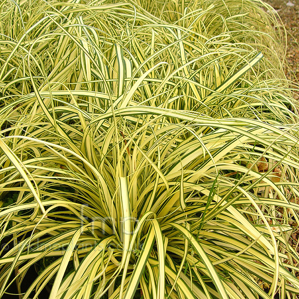 Big Photo of Carex Oshimensis