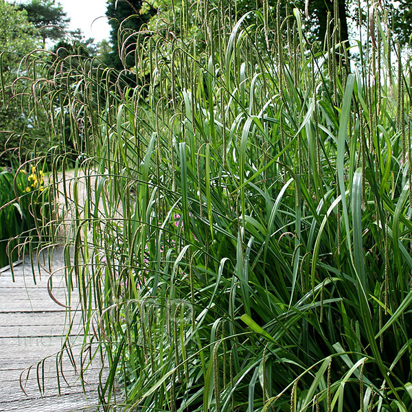 Big Photo of Carex Pendula