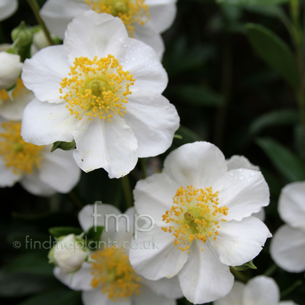 Big Photo of Carpenteria California, Flower Close-up