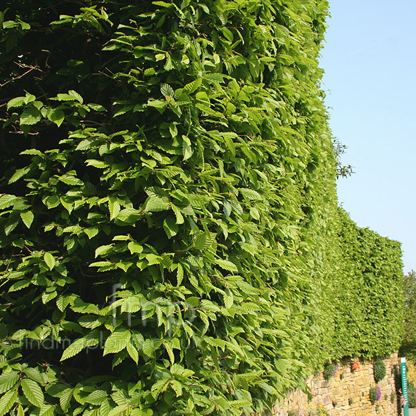 Big Photo of Carpinus Betulus