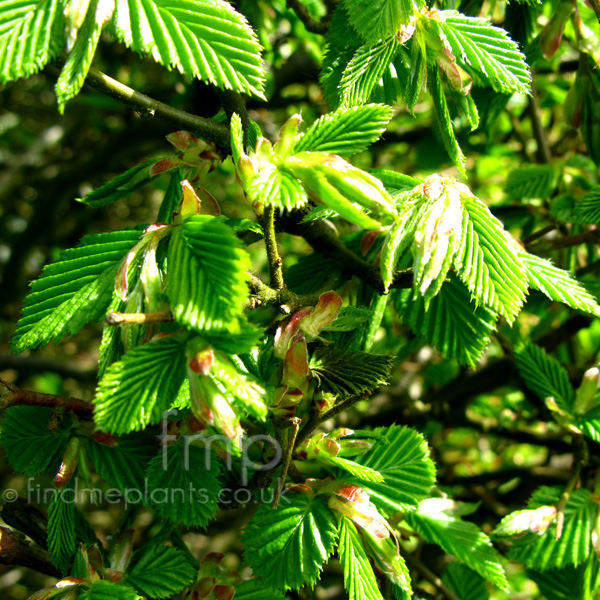 Big Photo of Carpinus Betulus, Leaf Close-up