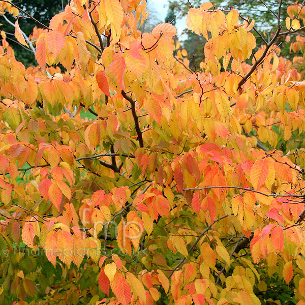 Big Photo of Carpinus Laxiflora