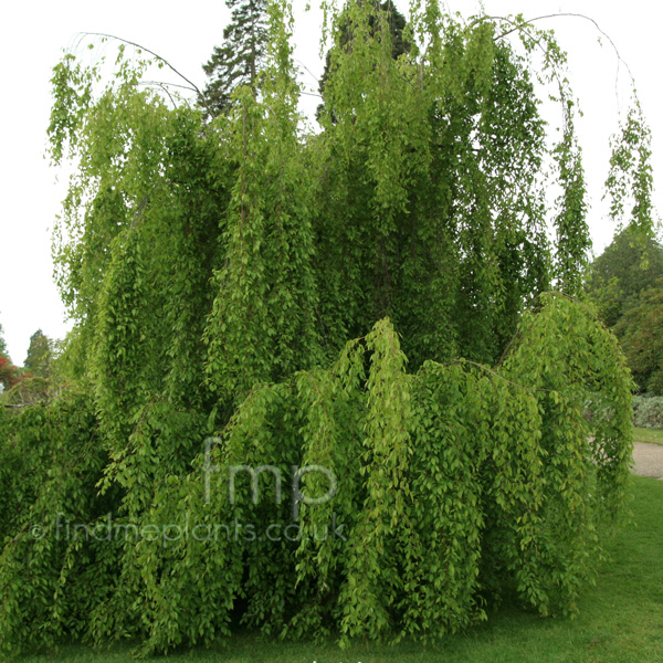 Big Photo of Carpinus Turczaninowii