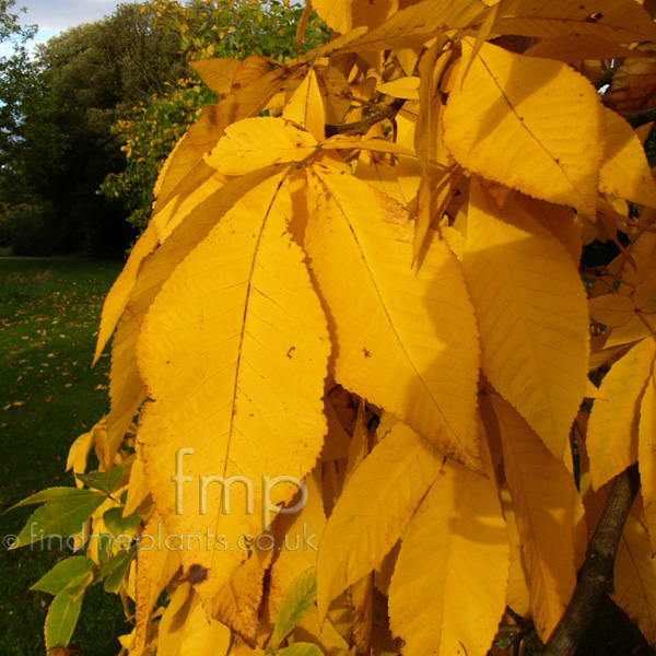 Big Photo of Carya Ovata