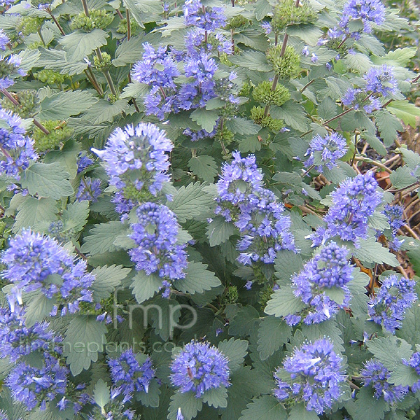 Big Photo of Caryopteris Incana