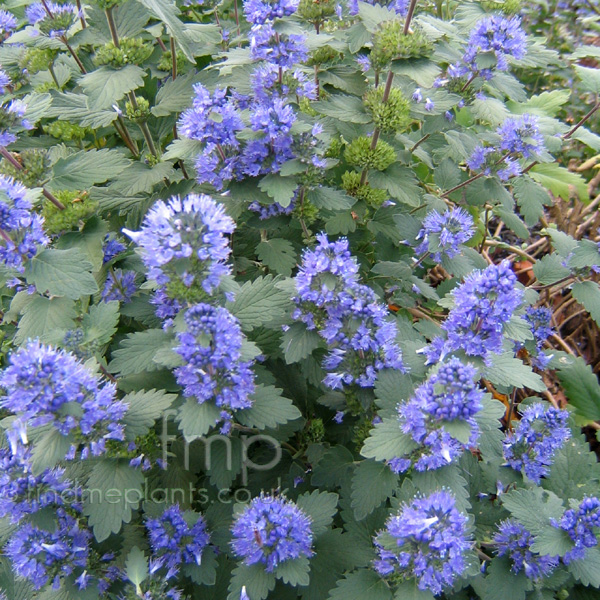 Big Photo of Caryopteris Incana, Flower Close-up