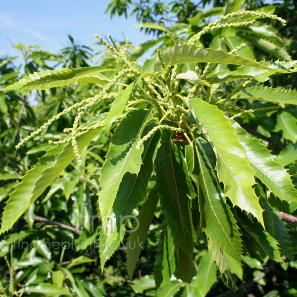 Big Photo of Castanea Sativa, Leaf Close-up