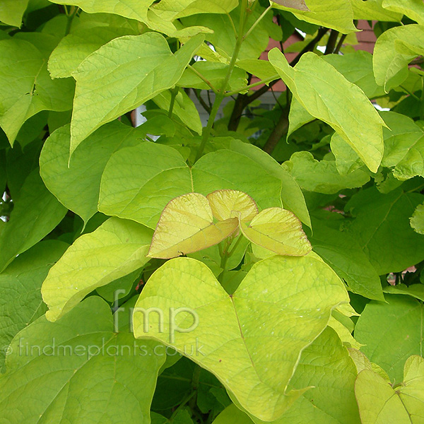 Big Photo of Catalpa Bignonioides