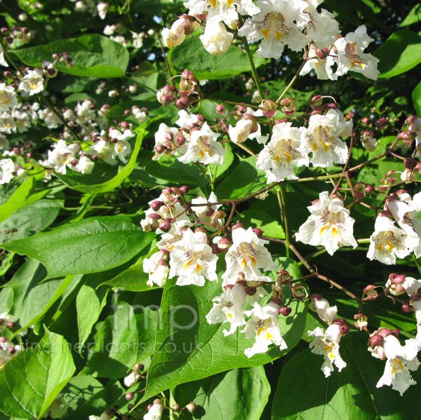 Big Photo of Catalpa Bignonioides, Flower Close-up