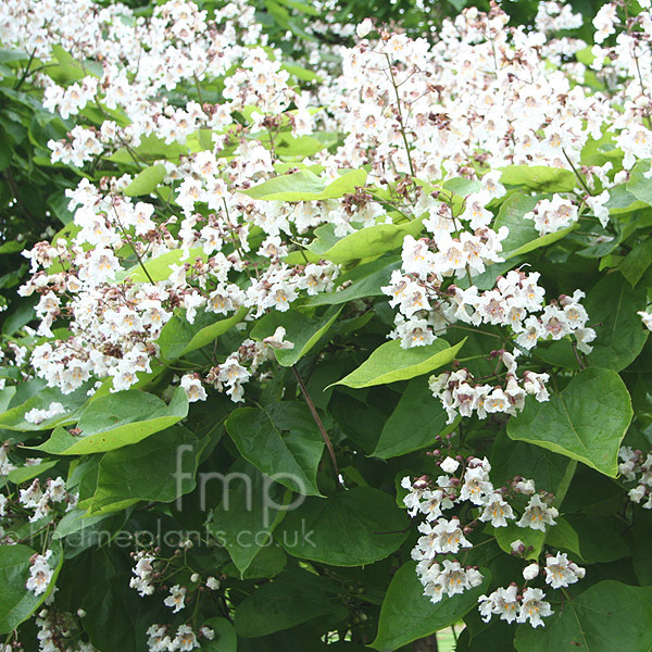 Big Photo of Catalpa Bignonioides