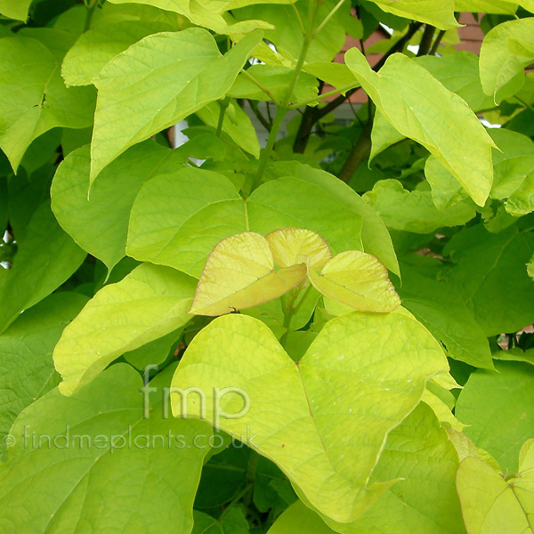 Big Photo of Catalpa Bignonioides