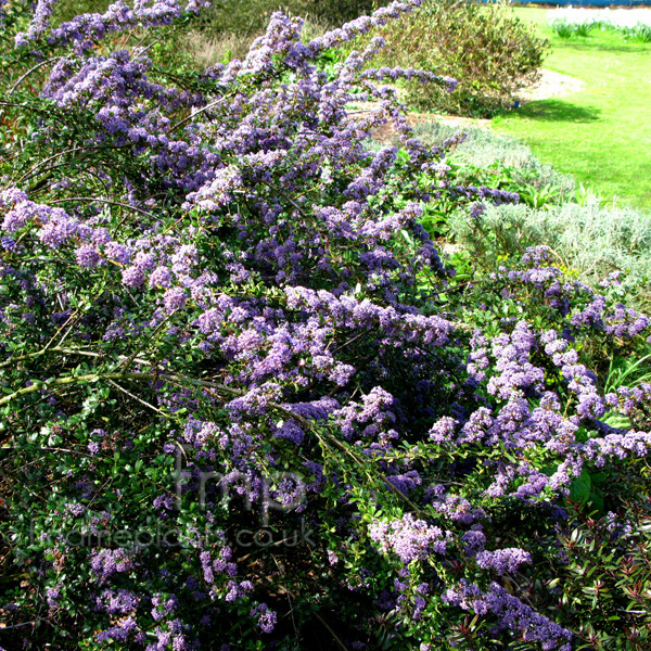 Big Photo of Ceanothus 