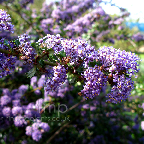 Big Photo of Ceanothus , Flower Close-up