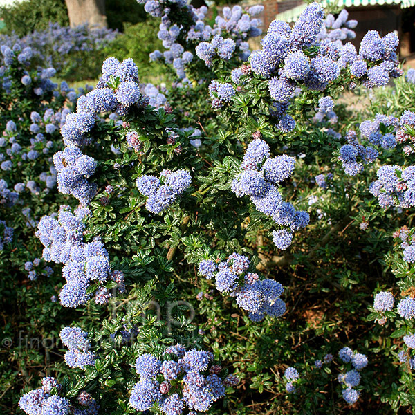 Big Photo of Ceanothus 