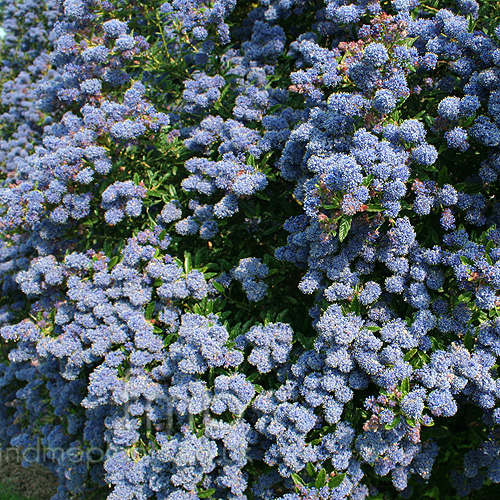 Big Photo of Ceanothus Concha