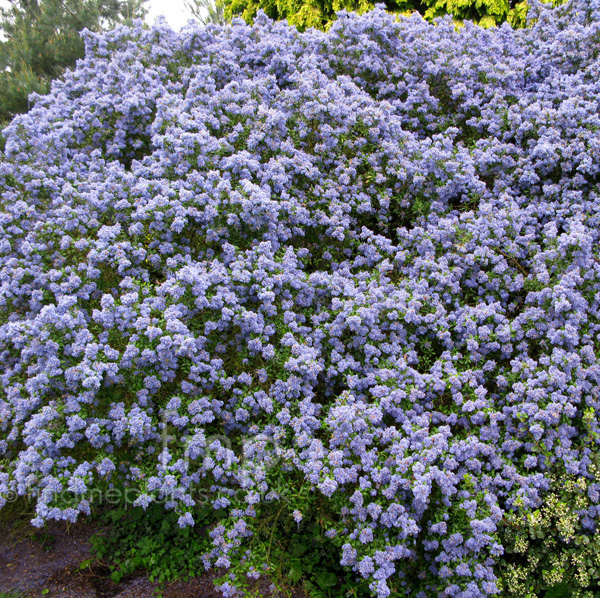 Big Photo of Ceanothus Concha