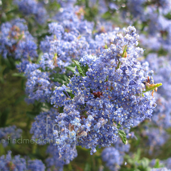 Big Photo of Ceanothus Concha, Flower Close-up