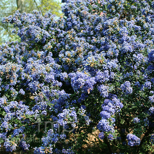 Big Photo of Ceanothus Darkstar