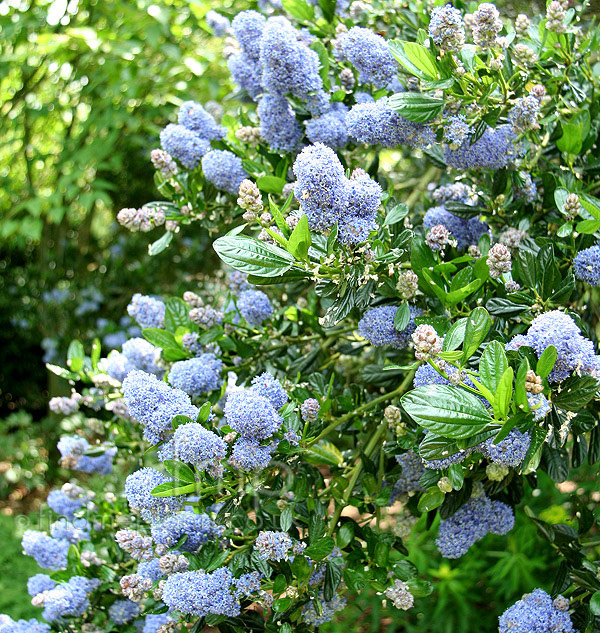 Big Photo of Ceanothus 