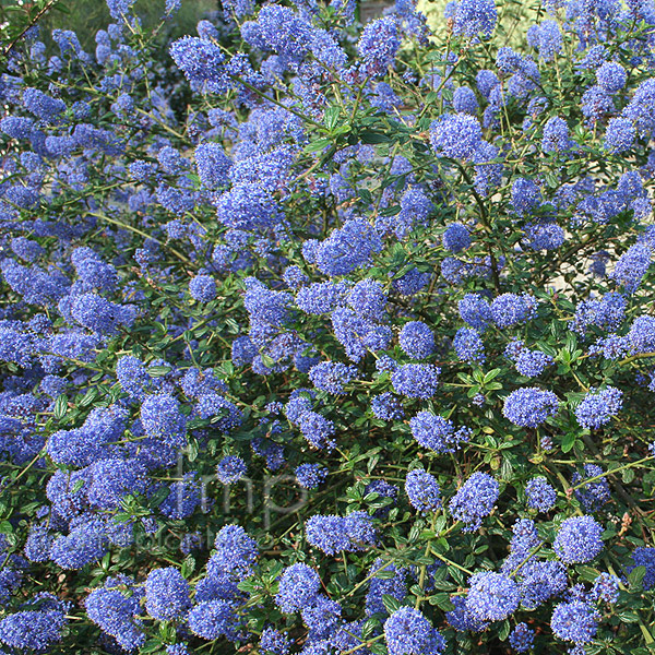 Big Photo of Ceanothus 