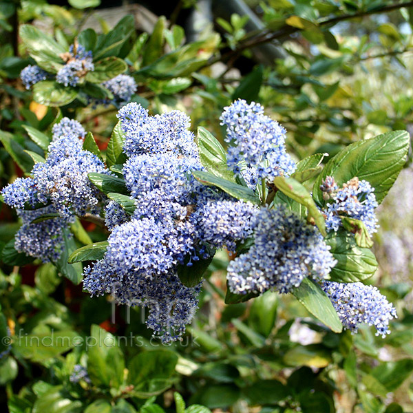 Big Photo of Ceanothus Arboreus