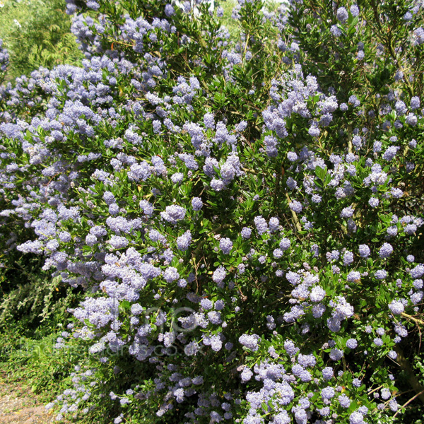 Big Photo of Ceanothus 