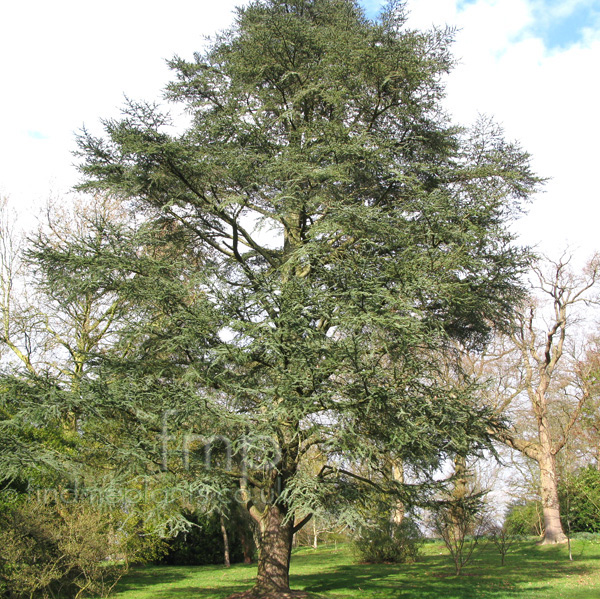 Big Photo of Cedrus Atlantica