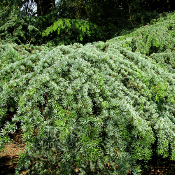 Big Photo of Cedrus Atlantica, Leaf Close-up