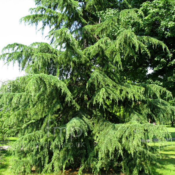 Big Photo of Cedrus Deodara