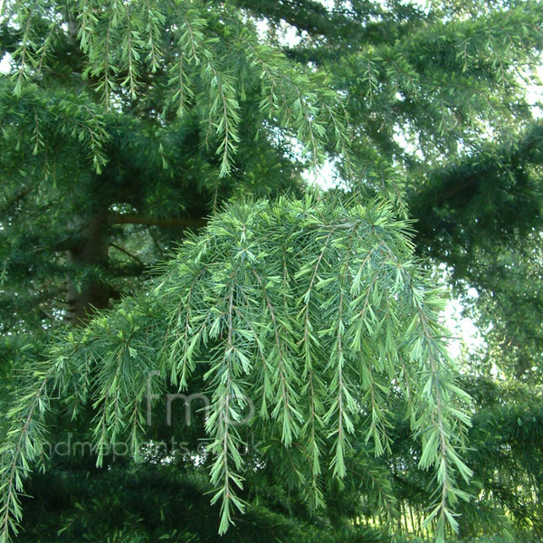 Big Photo of Cedrus Deodara