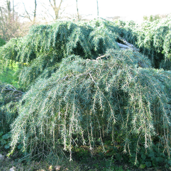 Big Photo of Cedrus Deodara