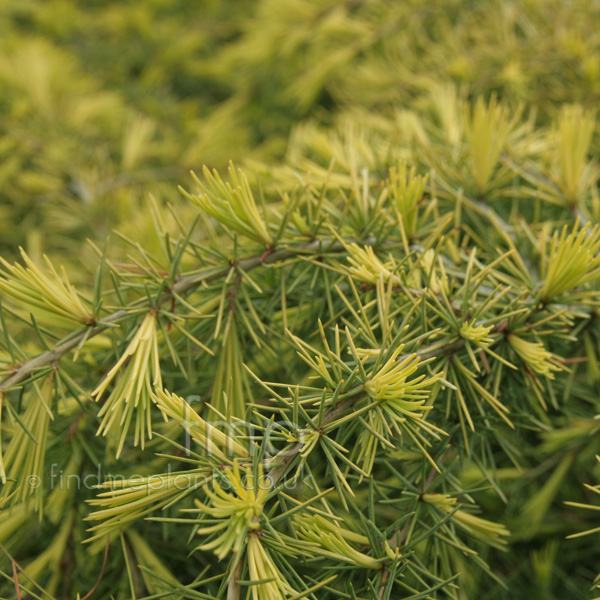 Big Photo of Cedrus Deodara, Leaf Close-up