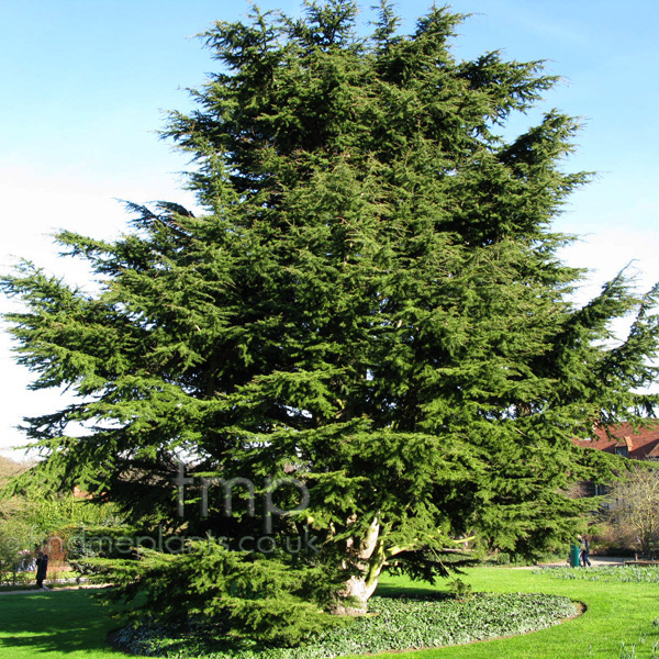 Big Photo of Cedrus Libani